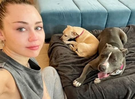 Celebrity Pet Lovers: 10 Stars and Their Beloved Furry Friends