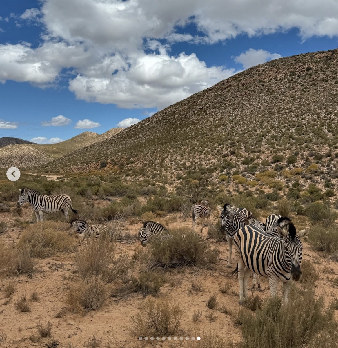 Sharlene Mawdsley shares a snap of a couple Zebras while hiking.