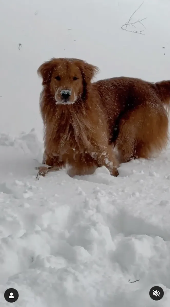 Valentina Vignali and her adorable pup have some fun in the snow